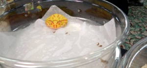 Albino Pac Man Frog