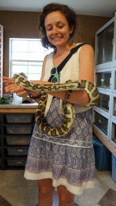 This is a Jaguar cross Carpet Python, male - 6ft.  Mary wants one after meeting this one.  
