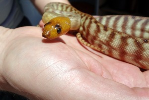 Our first woma!